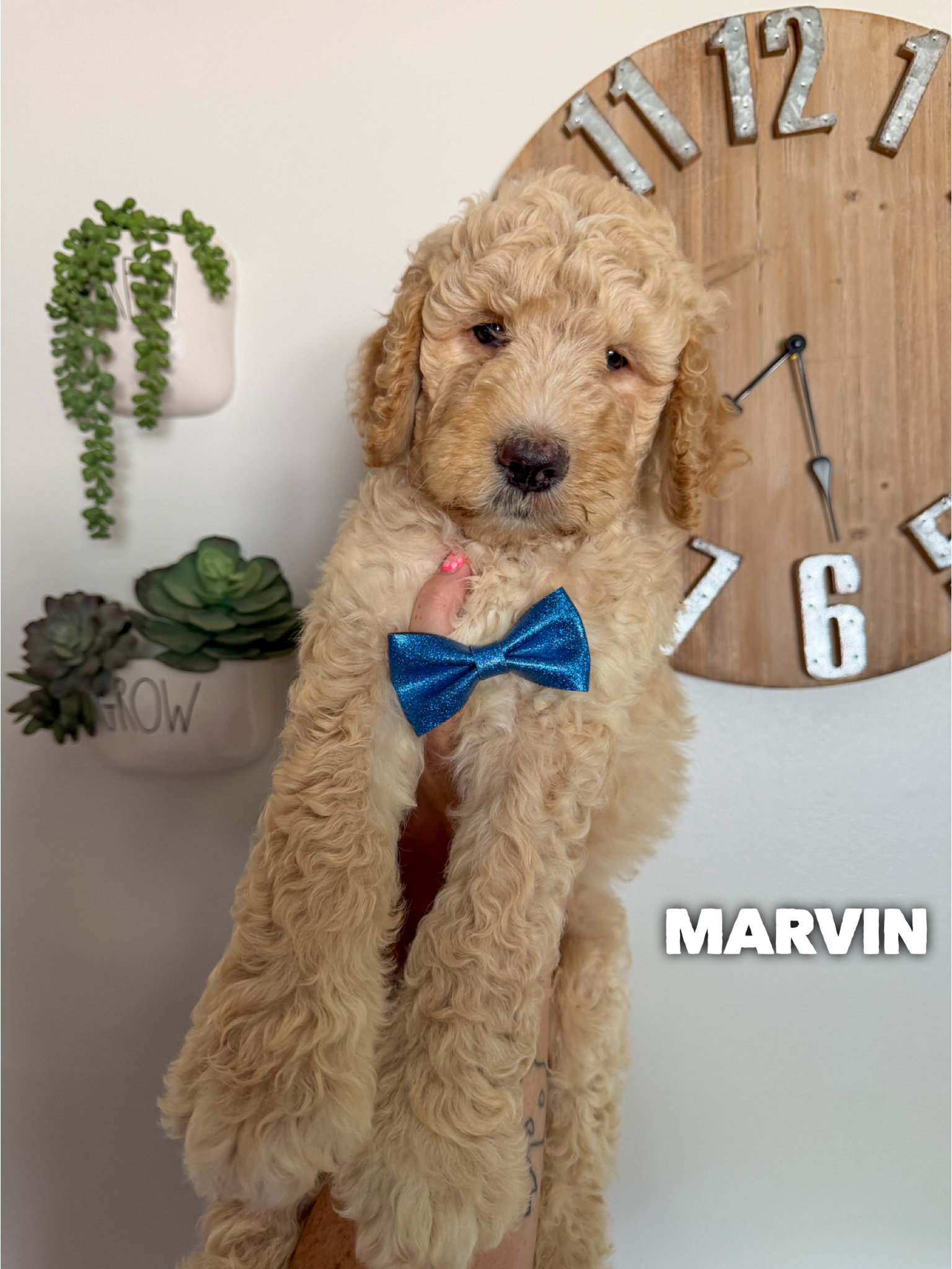 Marvin 1